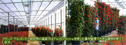 �ե�󥹡����르���ߡ������β����Ǥϥ��르�ե�å����Ȥä�����������礭�ʿ�ʪ���ƤƤ��ޤ���