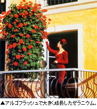 ���르�ե�å��� ����Ͻ��Ǥ���