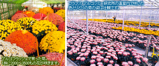 ���르�ե�å��� �����Ȥ��Ф���ʤ��礭����Ĺ���ޤ���