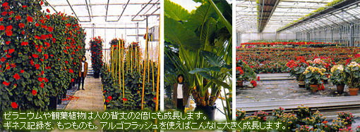 ����˥������տ�ʪ�Ͽͤ��ؾ��2�ܤˤ���Ĺ���ޤ���