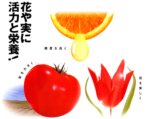 �֤�¤˳��Ϥȱ��ܤ�