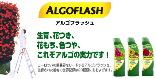 ������������Υ衼���åѥȥåץ֥��ɡ����르�ե�å��� �������ܾ�Φ��